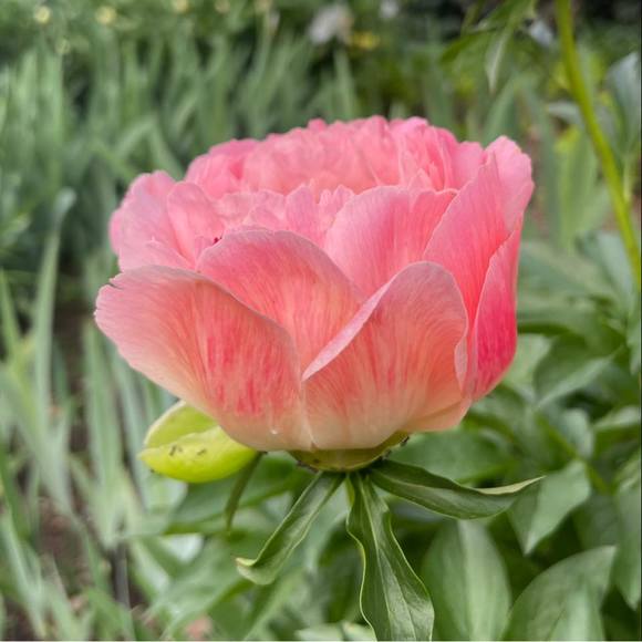 Meet your Posher, Oksana - Picture 1 of 1